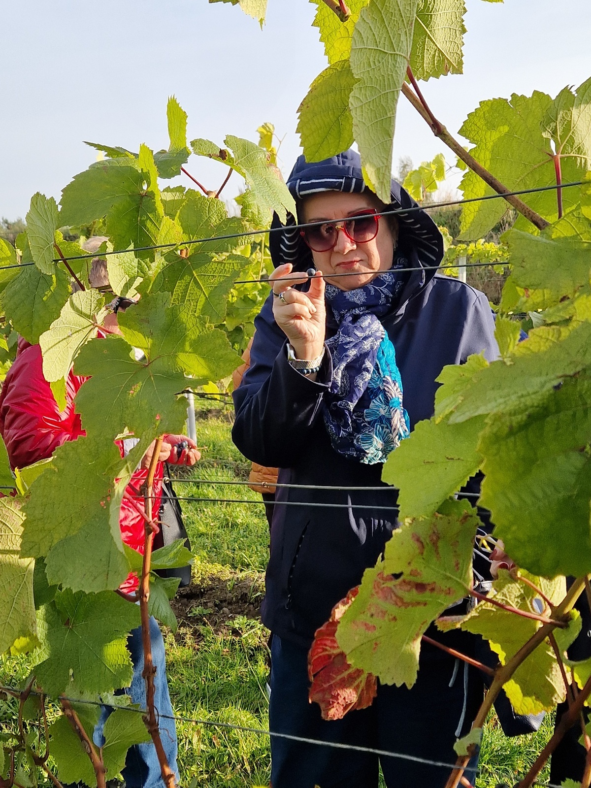 uczestniczka wycieczki na plantacji winorośli trzymająca winogrono w palcach