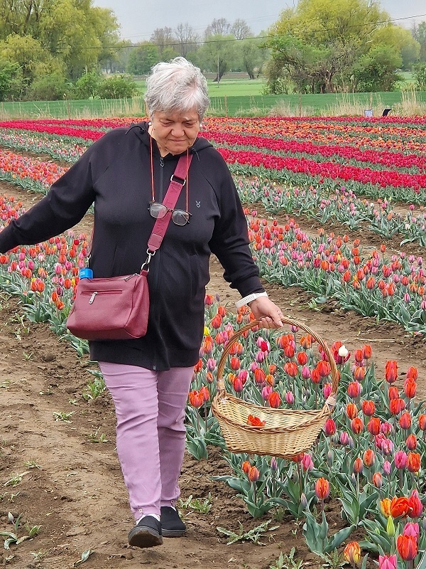 uczestniczka wycieczki na polu tulipanów z koszykiem wiklinowym w ręku