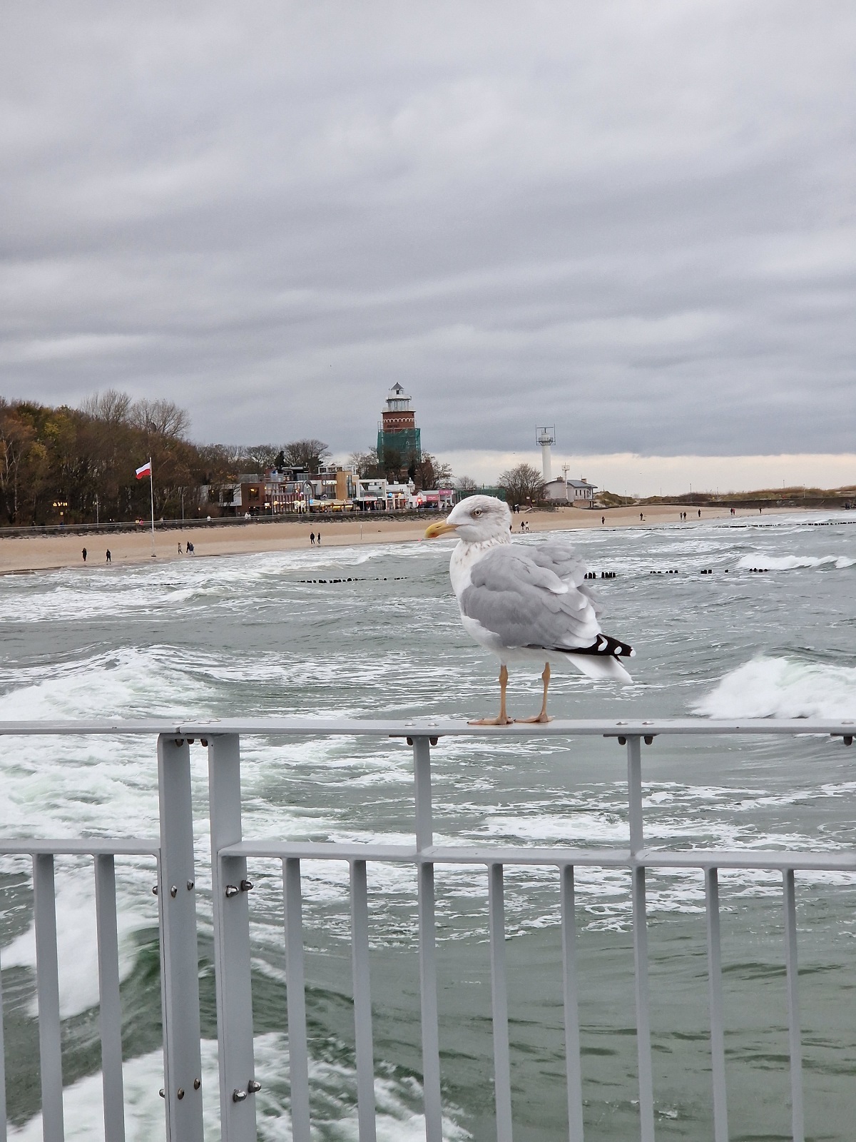 żywa mewa na barierce molo, w tle kołobrzeska plaża