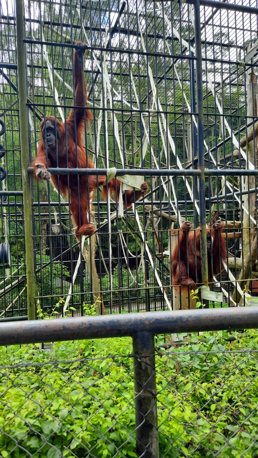małpy w klatce